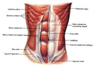 les muscles abdominaus du chanteur