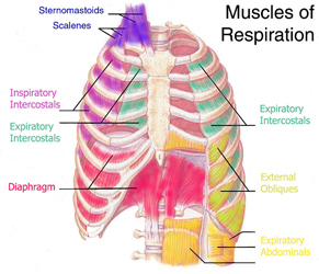 muscle de respiration du chanteur