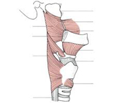 muscle constricteur du chanteur